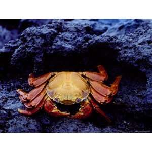  Detail of Sally Lightfoot Crab on Black Lava, Galapagos 