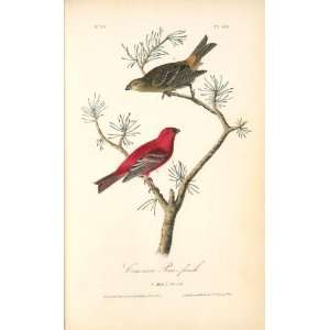   John James Audubon   24 x 40 inches   Common Pine finch. 1. Male. 2