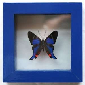  Real Framed Blue Periander Butterfly Graduation Gift for 