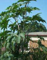 Castor Bean Zanzibariensis (Ricinus communis) 50+ SEEDS  