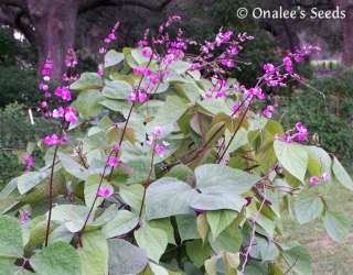 10+ Purple Hyacinth Bean Vine Seeds   Cottage Garden  