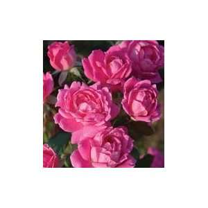  ROSE DOUBLE PINK KNOCK OUT / 2 gallon Potted Patio, Lawn 