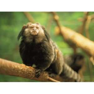  A Black Tufted Ear Marmoset Clings to a Tree Branch 