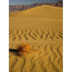  Sand Dunes in Morning Light, Mesquite Flats, Death Valley 