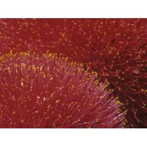  Close Up of Fireball Lily Flowers, Scadoxus Multiflorus 