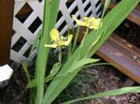 neomarica longifolia yellow walking iris plants DEAL  