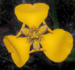 Cypella peruviana   GOBLET FLOWER  Iris Family  PLANT  