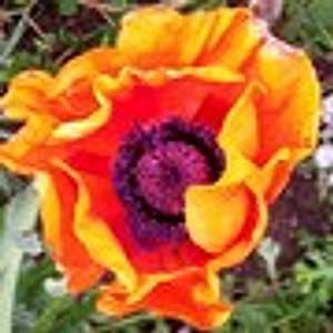  Tropical Fruit Poppy Seed Pack Patio, Lawn & Garden