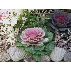  Sea Shell Edging, Border with Nicotiana and Ornamental 