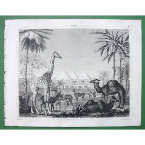  MAMMALS Camel Dromedary Giraffe Gazelle Pyramids     1844 