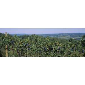 Bunch of Grapes in a Vineyard, Finger Lakes Region, New York State 