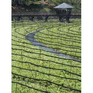  Japanese Horseradish Plants (Wasabi), Growing at the Daio 