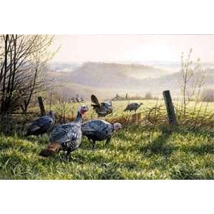 Jim Kasper   Fenceline Crossing   Wild Turkeys