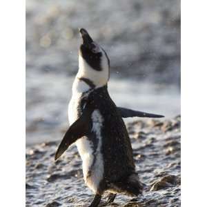 Jackass Penguin (African Penguin) (Spheniscus Demersus), Cape Town 