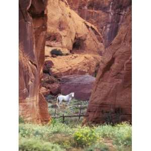  Red Rock, White Horse, White Mountains, Canyon De Chelly 