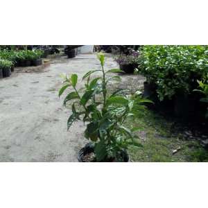 Yesterday Today and Tomorrow Brunfelsia latifolia 3 Gallon Live Plant
