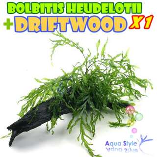 Bolbitis heudelotii+Driftwood  Live aqua plant (DM008)  