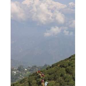  Women Tea Pluckers in Singtom Tea Garden, Darjeeling 