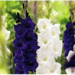  Purple & White Mix Large Flowering Gladiolus 10 Bulbs 