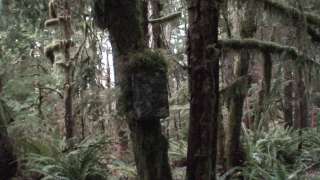 DVD SASQUATCH of CANADA Private Bigfoot Research Video  