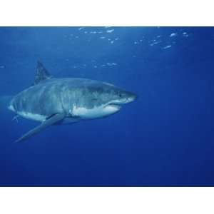  A Great White Shark Swims Through the Waters off Guadalupe 