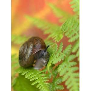 Snail on Fern in Fall, Adirondacks, New York, USA Premium Photographic 